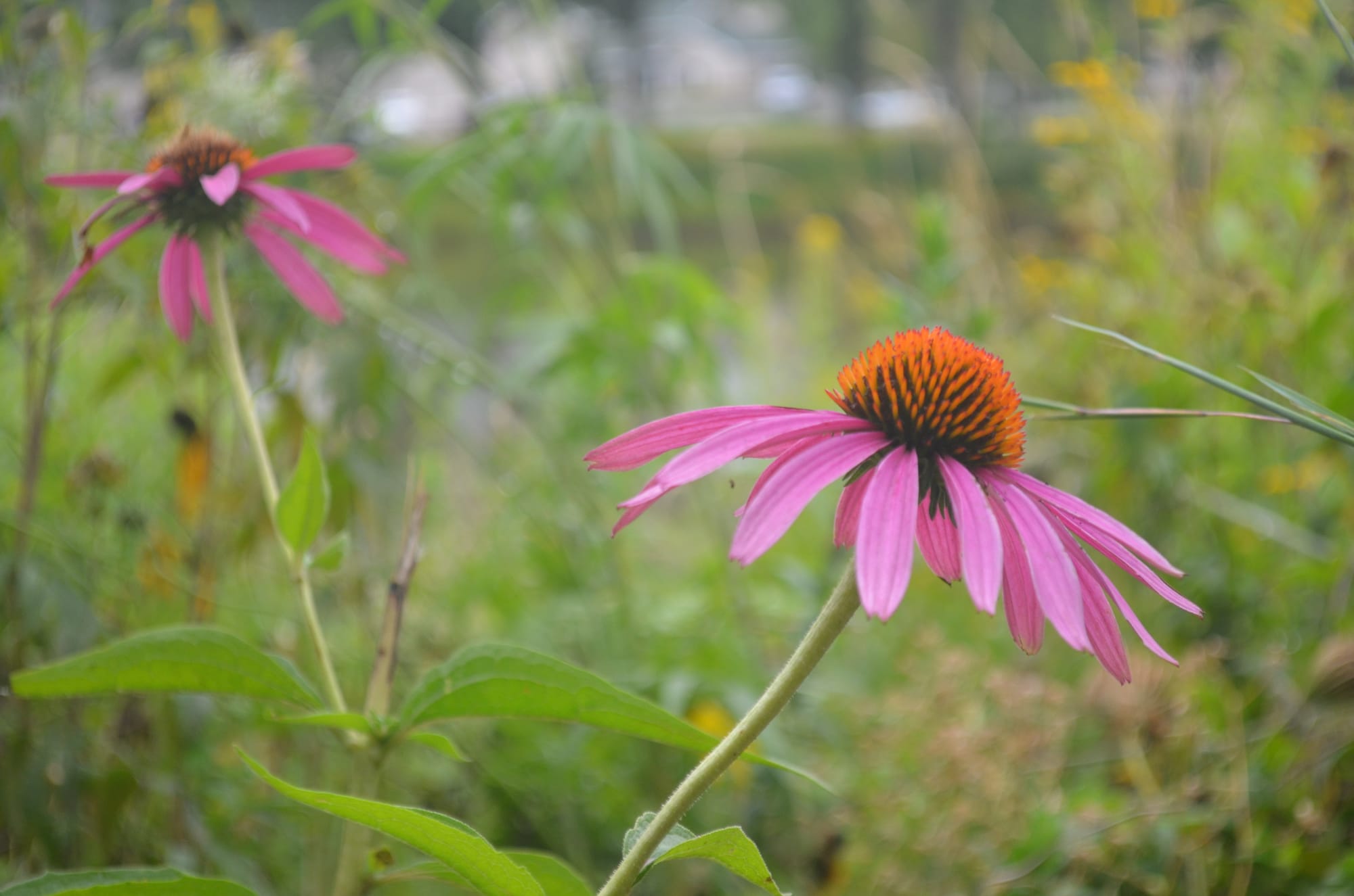 Photo of wildflowers