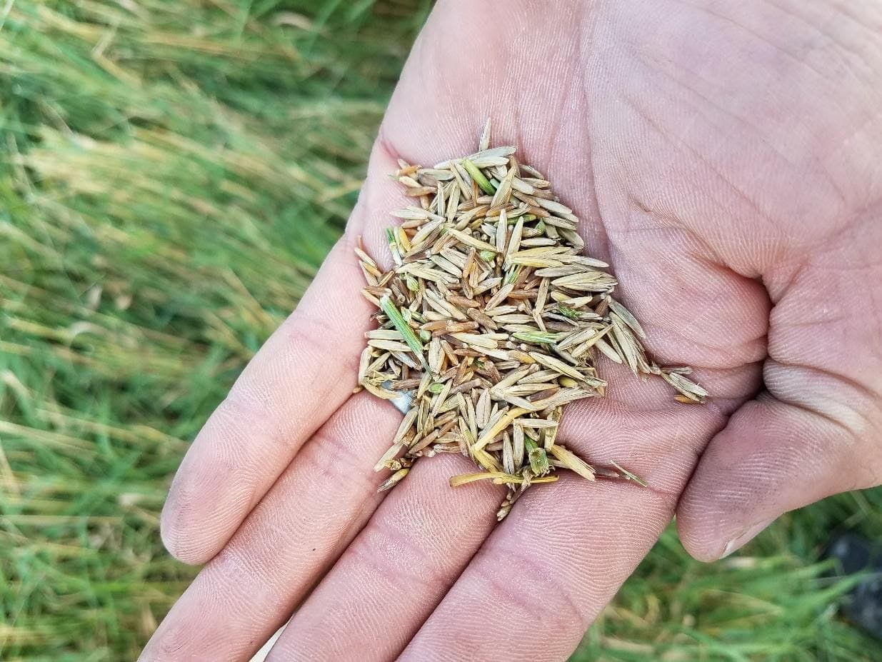 Kernza® grain in hand