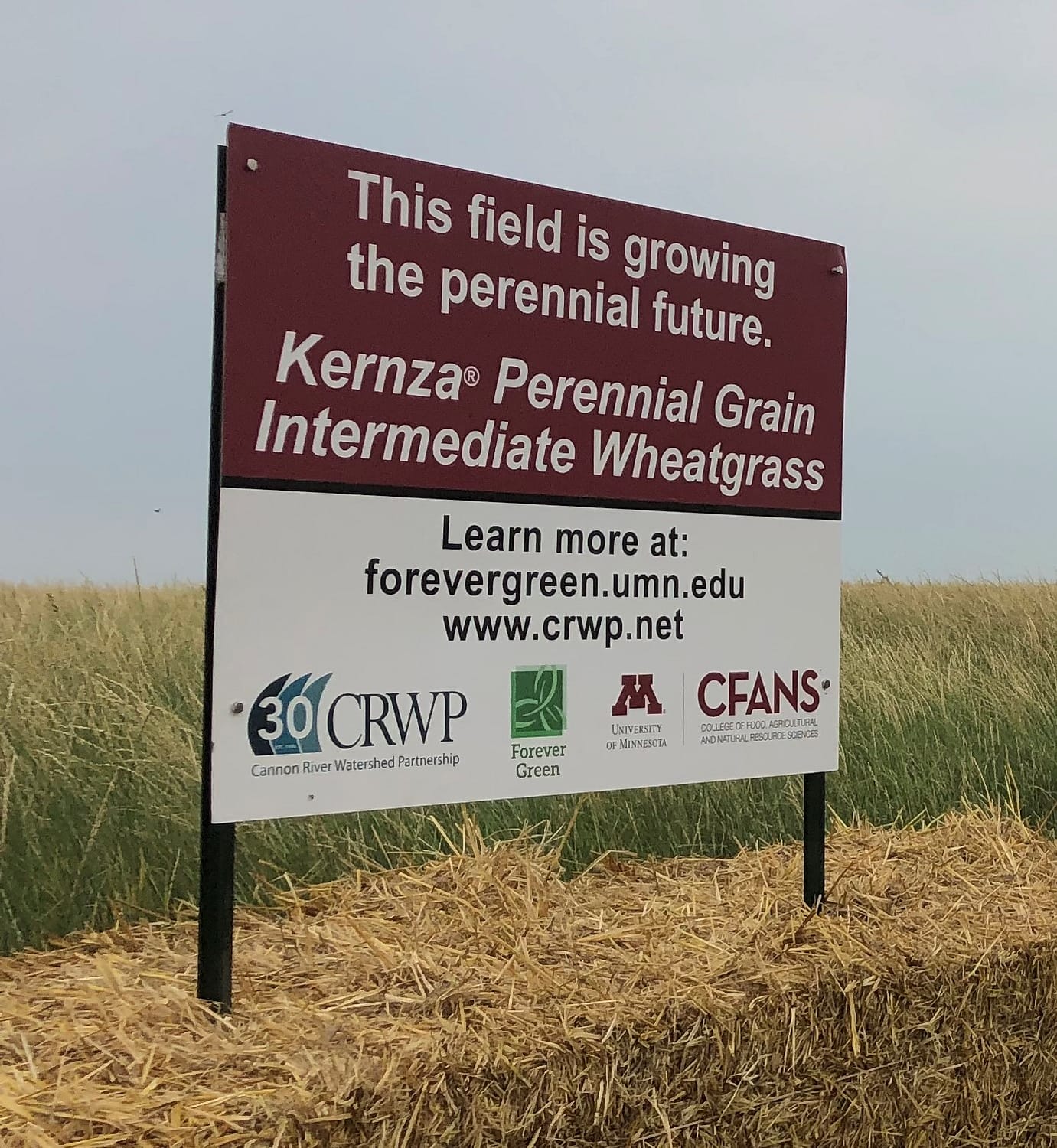 Sign for Experimental Kernza® field